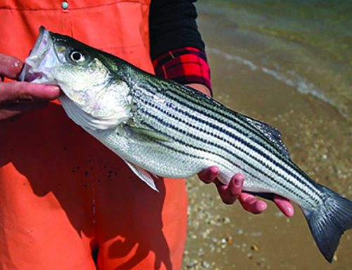 Maryland: Striped Bass Conservation Regulations Set for Spring 2020