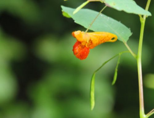 Jewelweed: a natural remedy for poison ivy, stinging nettles