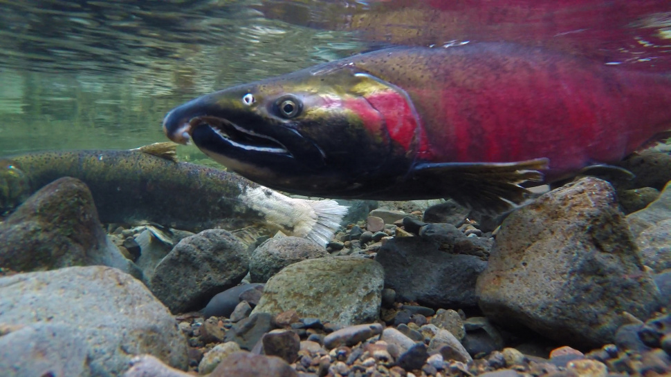 Idaho: coho salmon fishing now open on the Clearwater River